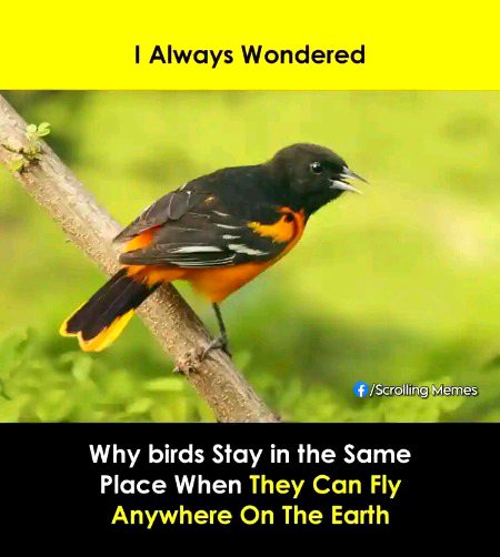 Gud nit all
