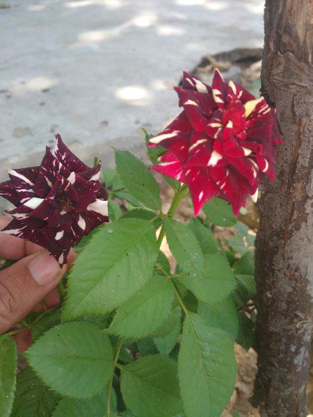 Beautiful Nature image
