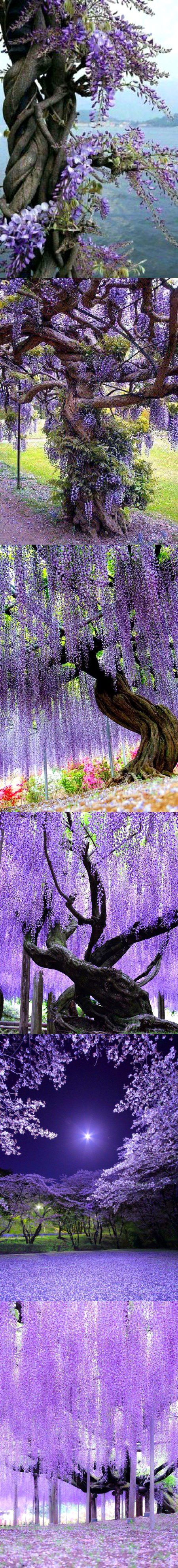 Beautiful Nature image