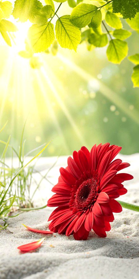 Assalam u Alaikum 💕