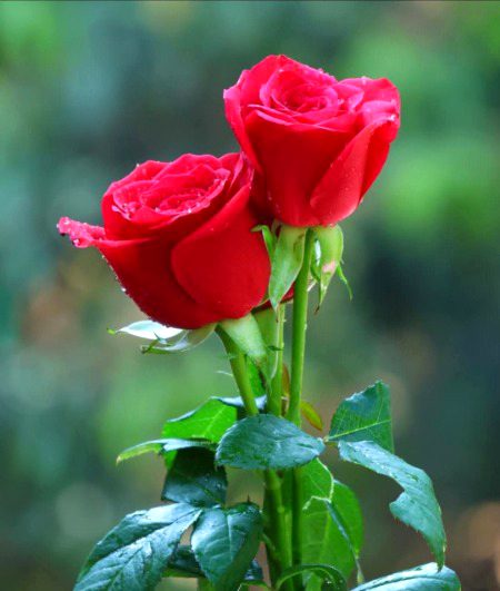 عشق سے تکمیلِ حسن اور حسن سے تکمیلِ عشق 
اِک کمی میرے بغیر اور اِک کمی تیرے بغیر 
_ZaiN-BaLoCh_