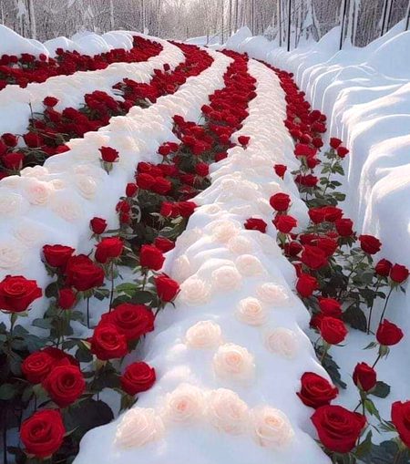 Beautiful Nature image