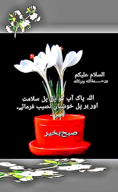*✿ﺍﻟﺴَّــﻼَﻡُ ﻋَﻠَﻴـْـﻜُﻢ ﻭَﺭَﺣْﻤَﺔُ ﺍﻟﻠﻪِ ﻭَﺑَﺮَﻛـَـﺎﺗُﻪ✿*