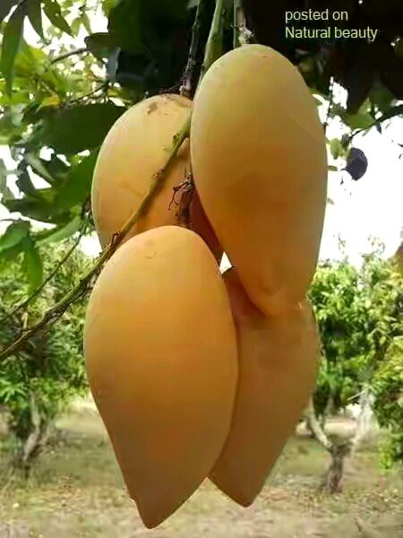 BEAUTIFUL NATURE