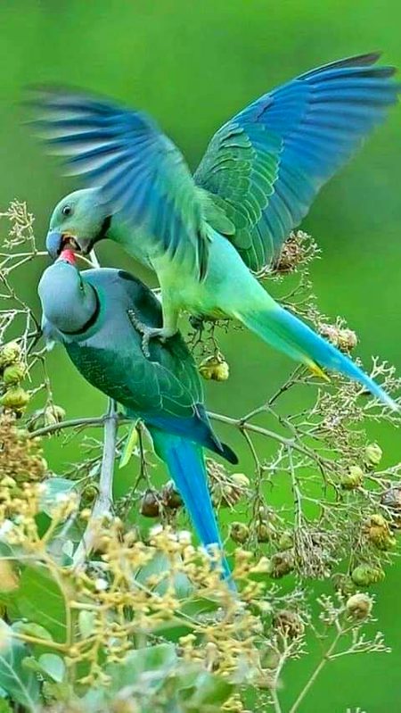 Beautiful Nature image