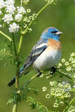 Beautiful Nature image