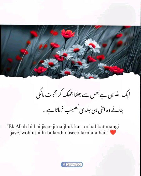 Islamic Quotes image