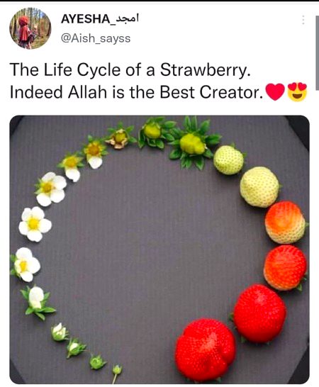 Allah is the best.l5