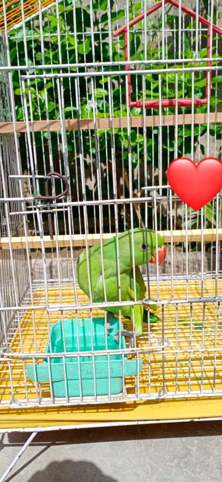 میاں مٹھو___🥰🥀🍀