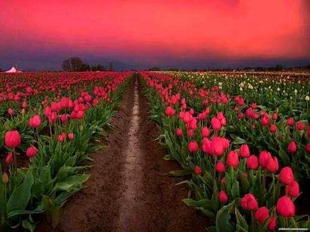 Beautiful Nature image