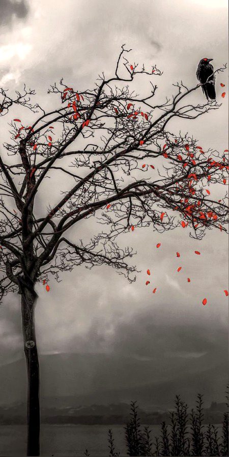 Beautiful Nature image