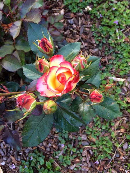 Beautiful Nature image