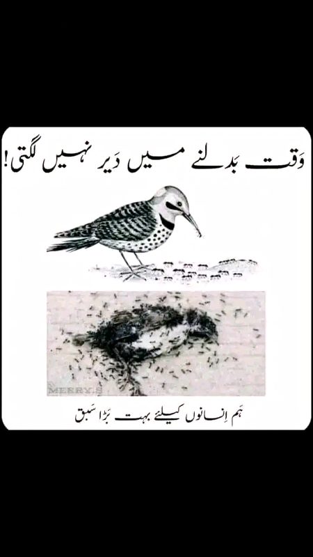 🌹🌹AALAMOALIAKUM🌹🌹
👆👆
