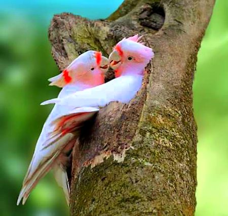 Beautiful Nature image