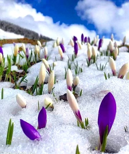 "وہ پھول جو ٹھنڈ سے پیدا ہوتے ہیں وہ سب سے زیادہ بہادر ہوتے ہیں۔ درد سے پیدا ہونے والی مسکراہٹوں کی طرح"۔