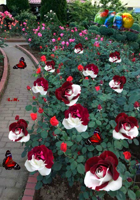 Beautiful Nature image