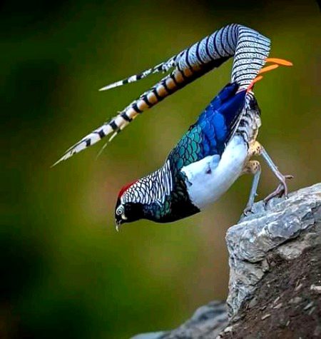 Beautiful Nature image