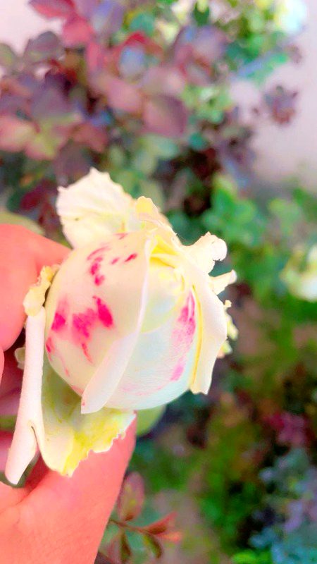 Beautiful Nature image