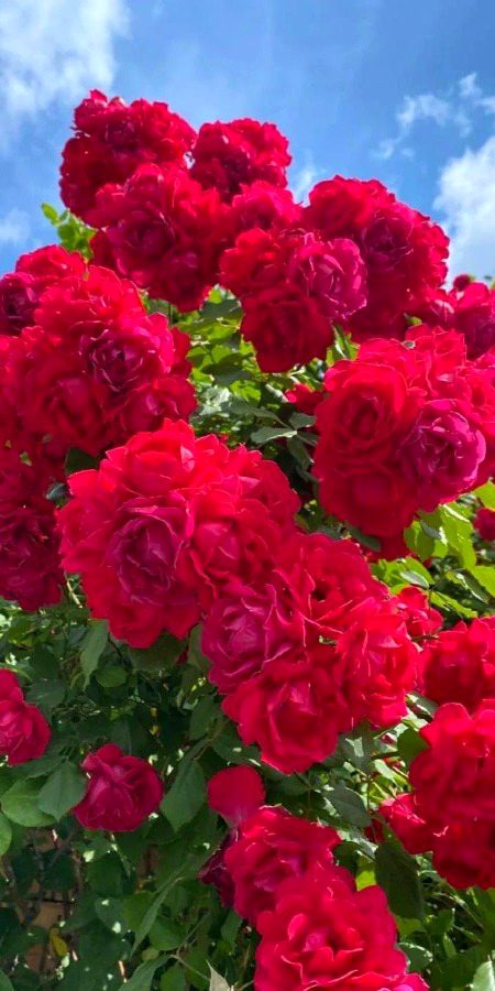 Beautiful Nature image