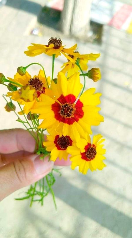 Beautiful Nature image