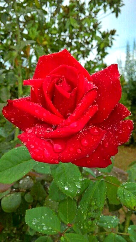 Beautiful Nature image