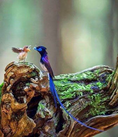 Beautiful Nature image