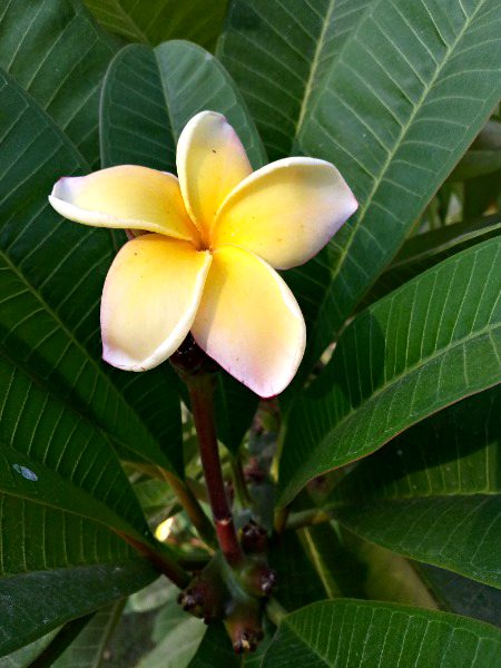 Beautiful Nature image