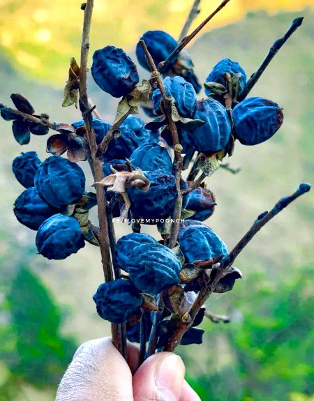 سردیوں میں کشمیر کی سرزمین پر جب کوئی پھل نہیں اُگتا، تب املوک ہی بہترین سوغات ہوتی ہے