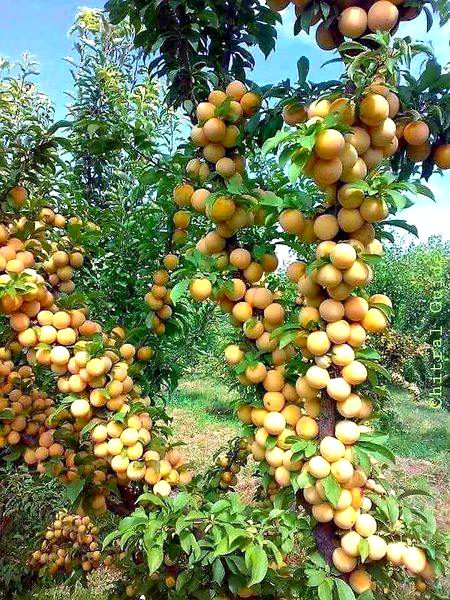 Beautiful Nature image