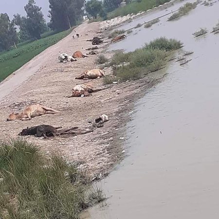 وسیب لمپی اسکن کی زد میں۔۔۔!!!!
غریب کسانوں کی جمع پونجی ان کے مال مویشی روڈز پر مرے پڑے ہیں۔
پنجاب حکومت،  لایئو سٹاک اور ضلعی حکومتوں کو اس پر نوٹس لینا چاہیئے۔