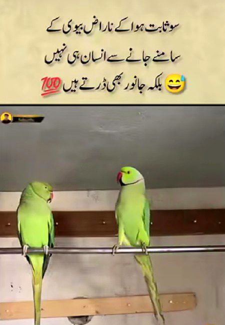 Memes & Satire image