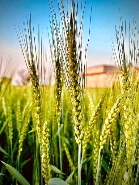 یہ گندم کے سٹے ہی نہیں بلکہ میرے دیہات میں بسنے والے غریب کاشت کار مزدور اور چرند پرند کے رزق کی امید ہیں🍁