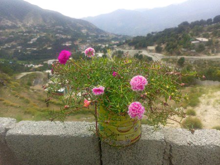 "وہ پھول لگانے ہی نہیں چاہیے جن کو آپ پانی نہیں دے سکتے۔"