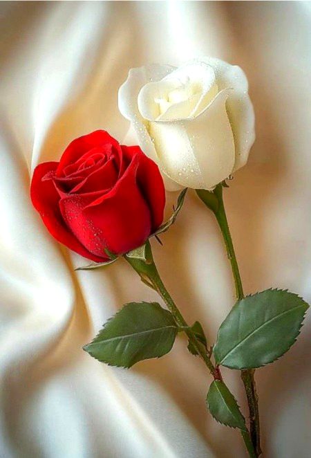 Beautiful Nature image