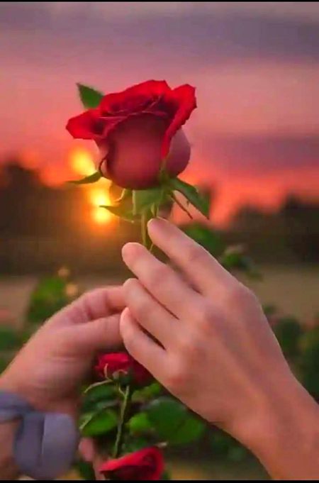 🌹🌹🌹For you 🙂🙂🌹🌹🌹
