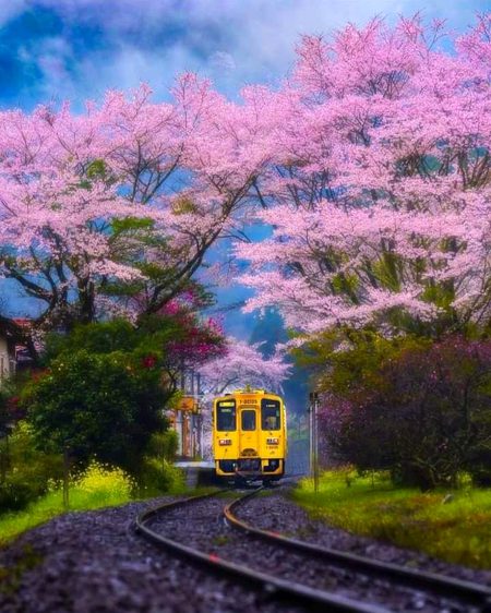 Beautiful Nature image