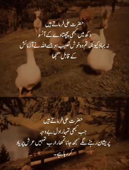 Islamic Quotes image