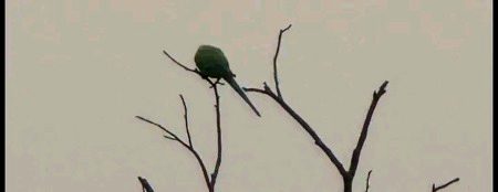 زندگی کبھی کبھی اُجڑی شاخ پر کانپتی ہوئی تنہا چڑیا بن جاتی ہے🙂🍁