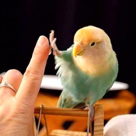 جس کی جیسی نیت وہ ویسی کہانی رکھتا ہے.کوئی پرندوں کے لئیے پستول تو کوئی پانی رکھتا ہے.