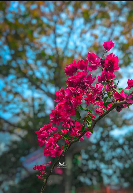 Beautiful Nature image