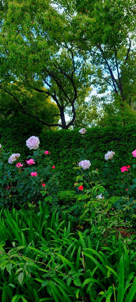 Beautiful Nature image