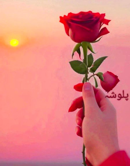 پھول دیتے ہوئے لوگوں کو بتائے کوئی"-✨🥀
یہ خسارے کی طرف پہلا قدم ہوتا ہے"_💖🌹