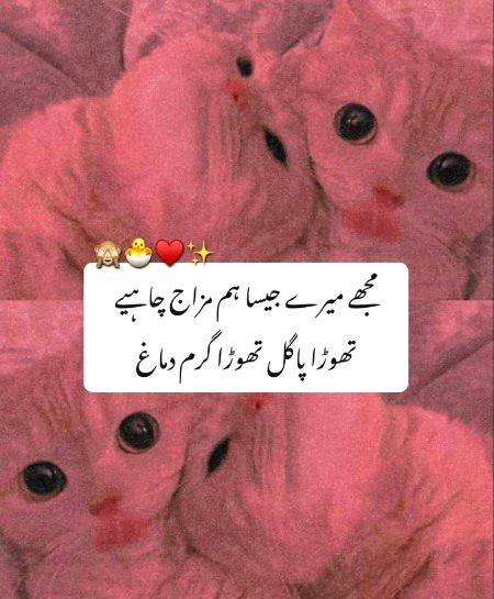 Memes & Satire image