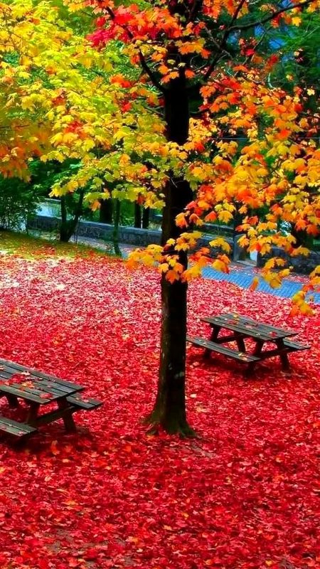 Beautiful Nature image