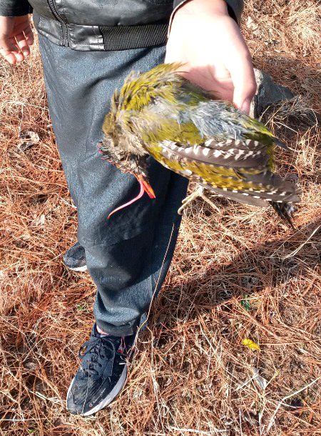 Hunter Raja...n1 Aaj is parinday ka shikar kiYa kitna pyara hai na .m5