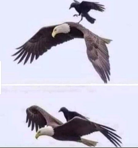 کوا وہ واحد پرندہ ہے 
جو عقاب کو چھیڑنے کی جسارت کرتا ہے۔
 یہ عقاب کی پیٹھ پر بیٹھ جاتا ہے 
اور اس کی گردن کاٹتا ہے۔
 تاہم عقاب کوے کو جواب نہیں دیتا
 نہ اس سے لڑتا ہے۔ 
یہ کوے کے ساتھ وقت اور توانائی صرف نہیں کرتا۔
 عقاب صرف اپنے پروں کو کھولتا ہے اور آسمان میں اونچی اڑان شروع کرتا ہے۔
بہت اونچی پرواز سے
 کوے کو سانس لینا مشکل ہو جاتا ہے 
اور آخر کار آکسیجن کی کمی کی وجہ سے کوا گر پڑتا ہے۔ 
آپ کو تمام لڑائیوں کا جواب دینے کی ضرورت نہیں ہے۔
 آپ کو تمام دلائل، الزامات یا نقادوں کے جواب دینے کی ضرورت نہیں ہے۔
 بس اپنا معیار اٹھائیں، وہ گر جائیں گے!
'کوؤں' کے ساتھ وقت ضائع کرنا بند کریں۔ بس انہیں اونچائی پر لے جائیں اور وہ ختم ہوجائیں گے۔
مضبوط اور با کردار لوگ
 شکایتیں نہیں فیصلے کرتے ہیں !!❤️