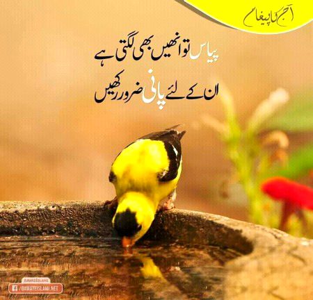 Aliyaan..❤❤❤❤