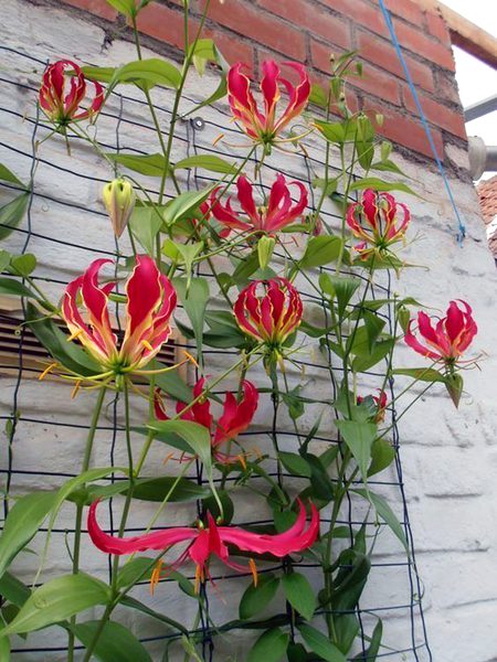 Beautiful Nature image