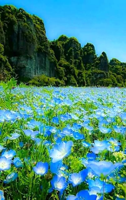 Beautiful Nature image