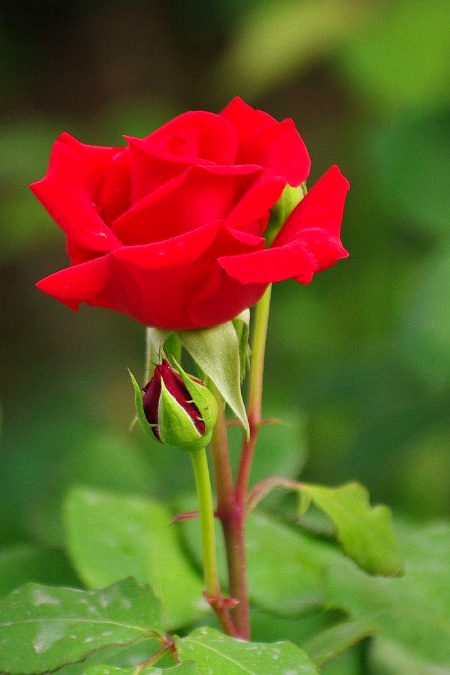 Beautiful Nature image